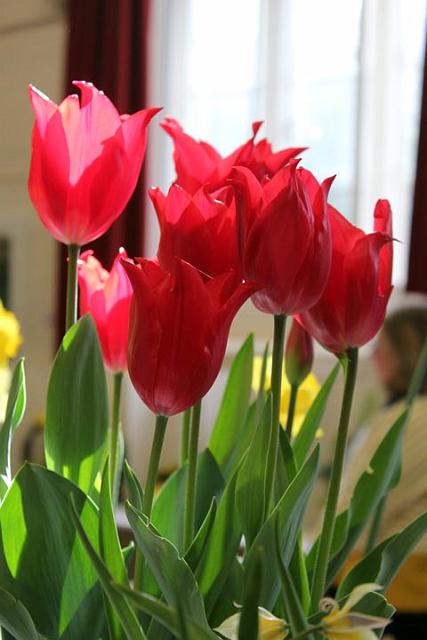 5. Early tulips.jpg